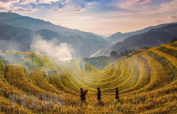 Mu Cang Chai rice terraces