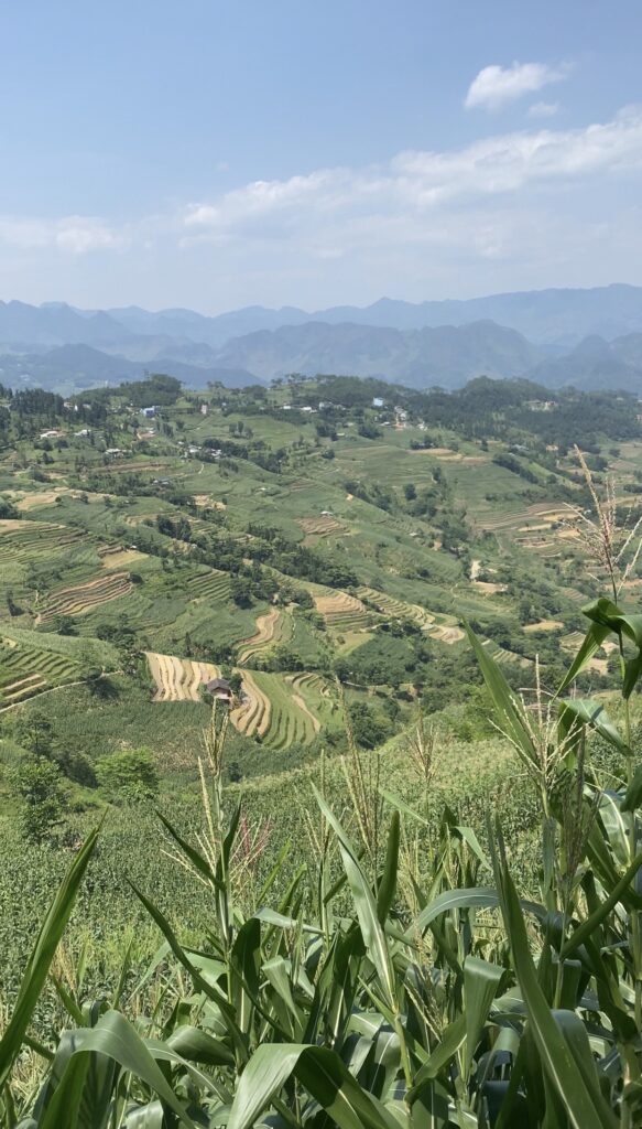 A corn field in Ha Giang