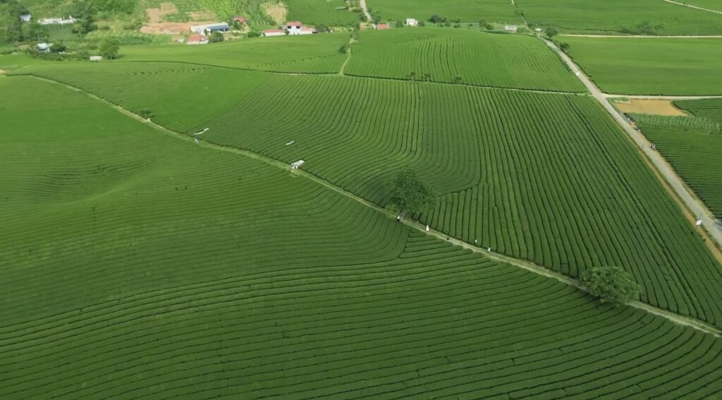 A tea plantation in Moc Chau
