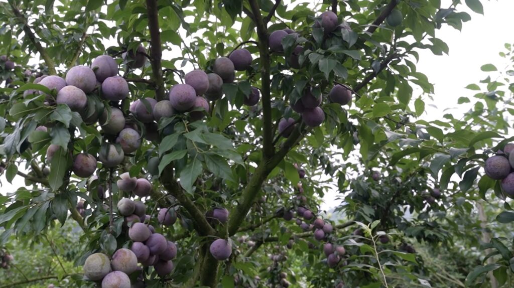 Plum tree in Moc Chau