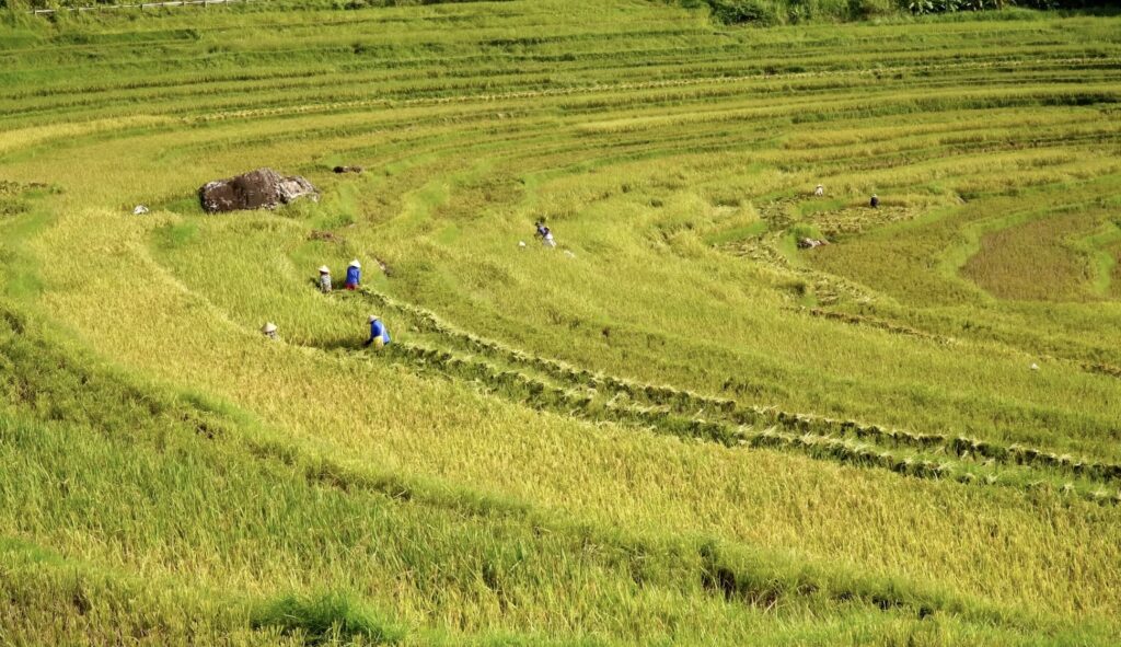 Rice harvesting in Pu Luong