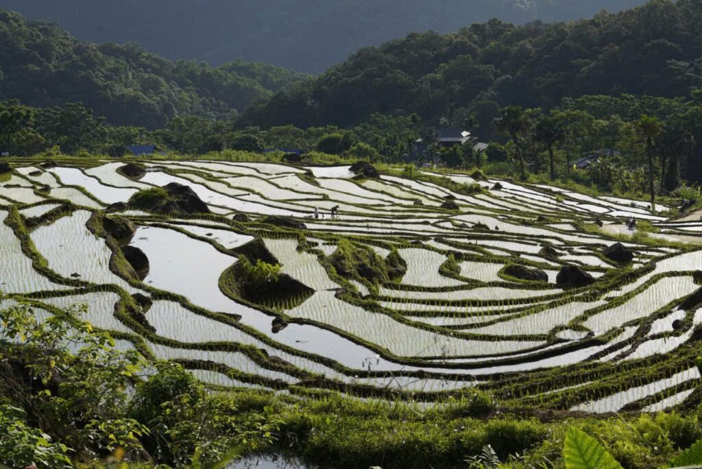 Rice terraces in rainfall season
