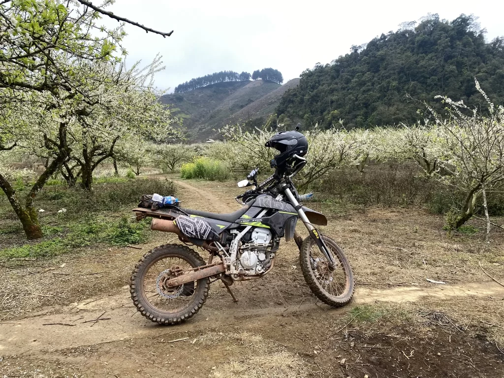 A Plum Garden in Moc Chau