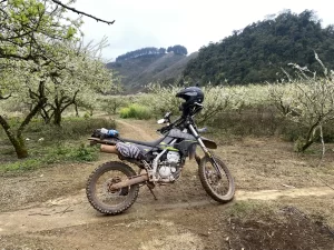 A Plum Garden in Moc Chau
